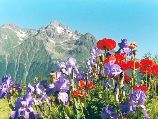 Voorjaar in de Alpen
